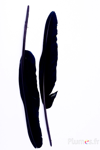 Cygne - 33-38 cm - noir